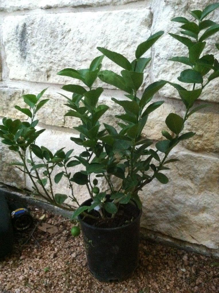 mexican-lime-plant-small